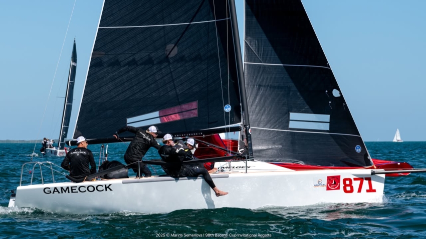 GAMECOCK (USA871) by Peter McClennen