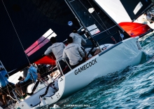 GAMECOCK USA871 by Peter McClennen